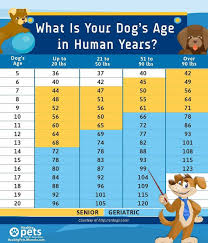 Aug 21, 2020 · the first year of a dog's life is equal to 15 human years. The Simple Rule Of 7 Dog Years To 1 Human Year Is Far From Accurate This Is How To Properly Calculate Your Dog S Age In Human Years In 2020