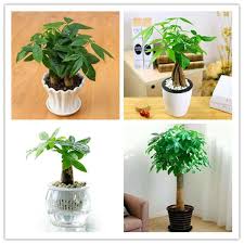 How to make money leis hawaiian leis are symbols of love, spirituality and respect that date back to ancient times. 2021 Mini Pachira Macrocarpa Flores Money Tree Plantas Hawaiian Make Money Tree Plant Mini Bonsai Tree For Home Garden Planting From Ymhqw1 1 06 Dhgate Com