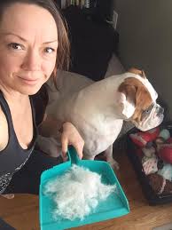 Do white boxers have longer, softer hair than fawn and brindle ones?