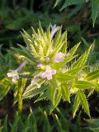 Image result for Verbenaceae