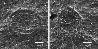 Image result for Ekebergia benguelensis