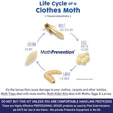 Daoyai 7003 posted october 18, 2012. Buy Mothprevention Clothes Moth Killer Kit Large Infestation Including Clothes Moths Traps 6 Months Protection For Closet Clothing Includes 3x Powerful Clothes Moth Trap Foggers Sprays Online In Indonesia B087d4tw7j