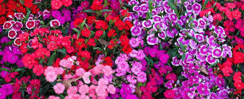 Image result for Dianthus
