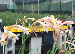 Image result for Cyrtanthus mackenii