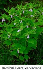 Image result for Pedaliaceae