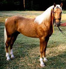 Mountain Pleasure Horse Wikipedia