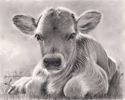 Spring Calf Pencil Drawings Of Animals Animal Drawings Cow Art