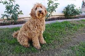 We are a mother and daughter we raise our sweet labradoodles right here in our home where they can get the love and socialization that they need. How Big Are Full Grown Labradoodles Canna Pet