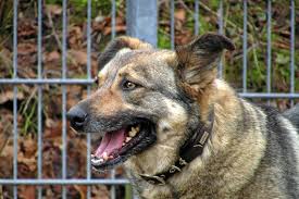 Wer möchte bobby ein richtiges und liebevolles zuhause bieten, er wäre mit sicherheit ein guter gefährte, der viel liebe zu geben hat? Verschmuste Hunde Hoffen Auf Zuhause Mit Garten