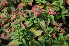Add to that beautiful, lace cap blooms in white which turn to several shades of rose as they mature. Lady In Red Hydrangea Lady In Red Hydrangea For Sale 3 Gallon 35 00 Silver Lake Garden Center