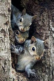 3 Squirrels In A Tree Cute Animals Animals Animals Beautiful