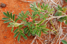 Image result for Indigofera transvaalensis