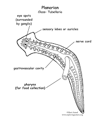 Phylum Platyhelminthes Flatworms