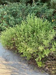 Check spelling or type a new query. Top Plant Picks Archives Page 2 Of 7 Dyck Arboretum