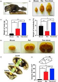 Human worth and intrinsic dignity is a recurring theme in the taming of the shrew which relates to a her shrewish behaviour is described with a range of hawking allusions and she is described as a. The Anatomical Property Of The Brain In Tree Shrew A A Photo Of Tree Download Scientific Diagram