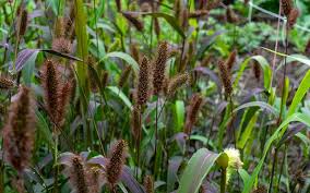 Image result for Setaria italica