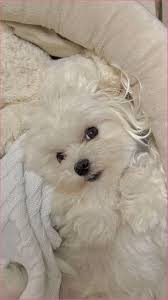 Female Maltese Haircuts In 2020 Cute Baby Animals Maltese Dogs Cute Dogs