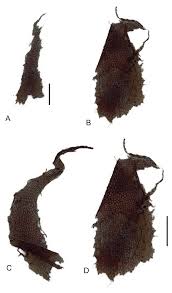 Image result for Asplenium markusbeckeri