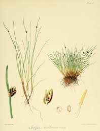 Image result for Isolepis sp.no.1