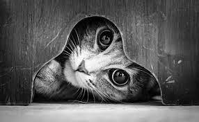 fotografie coole katzen in schwarz weiss coole katzen internationaler tag der katze weisse katzen