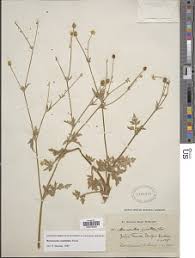 Image result for Ranunculus multifidus