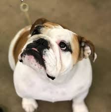 Pet owners, need the best local pet sitter? About Dog Walker Inc In Dallas Tx A Friend For Your Best Buddy