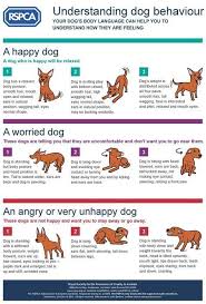 What Is Your Dog Trying To Tell You Amazing Stuff The Whoot Dogtricks Dog Body Language Dog Training Dog Behavior