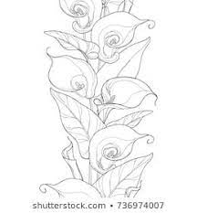 Vector Seamless Pattern With Outline Calla Lily Flower Or Zantedeschia Flower Bud And Leaves In Black On The Wh Lilies Drawing Calla Lily Tattoos Lily Images