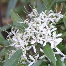 Image result for Pavetta troupinii