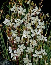 Plants tend to bloom themselves to death every year, so new cuttings should be provided every year if. Gaura Lindheimeri White Plant In A 13cm Pot Whirling Butterflies For Sale Online Ebay