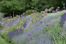 Ein Traumpaar Fur Trockene Standorte Zierlauch Globemaster Und Downderry Lavendel Garten Lavendel Garten Bepflanzen Lavendelgarten