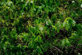 Image result for Alchornea laxiflora