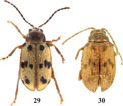 Image result for Coleochloa virgata