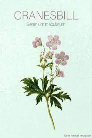 Cranesbill Health Benefits And Side Effects Herbalism Herbal Medicine Herbs