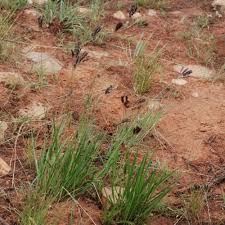 Image result for Alloteropsis