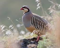 Small Brown Bird With White Ring Around Neck Google Beautiful Birds Bird Hunting Pet Birds