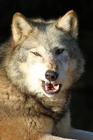 7 Funny wolves ideas