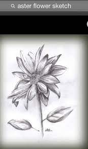 Asteraceae Sketch Of A Composite Flower Aster Flower Tattoos Aster Tattoo Flower Drawing