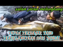 Ikan telah wujud sejak 530 juta tahun dahulu & evolusi hidupan ini telah membawa kepada sumber makanan yg divariasikan. Mancing Ikan Tapah Besar Disungai Pemancing Dgn Ikanya Sama Besar Daffio Fishing Youtube
