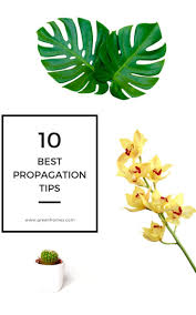 Philodendron Birkin Care Best Kept Secrets Plantophiles Plant Care Plant Pests Plants