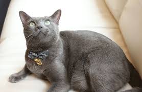 Shop for cat collars, leashes & harnesses in cat apparel & collars. Unique Diamond Bowtie Cat Collar With Blessing Charm Petsokoo