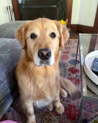 Feed them and they will come. Broker Open House. Champagne, charcuterie and  Chocolate.