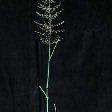 Image result for Euclasta