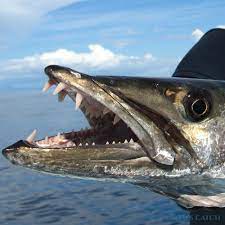 A wide variety of barracuda fish options are available to you, such as part, variety, and certification. Europaische Barrakuda Fischen Techniken Die Beste Reiseziele Und Gefuhrte Angeltouren Tom S Catch