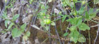 Image result for Wahlenbergia hookeri