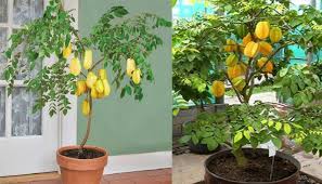 Sebagai informasi tambahan, ini dia beberapa langkah menanam gelombang cinta di dalam pot yang bisa anda lakukan sendiri di rumah. Cara Menanam Belimbing Dewi Dalam Pot Tabulampot Belimbing Dewi Agar Cepat Berbuah Lebat Faunadanflora Com