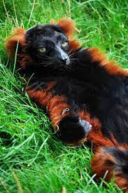 Red Ruffed Lazy Lemur Unusual Animals Weird Animals Unique Animals