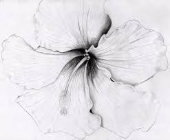 Parts that are closer to the observer should be drawn first. Hibiscus By O0starrieskye0o Deviantart Com On Deviantart Pencil Drawings Of Flowers Hibiscus Flower Drawing Flower Drawing