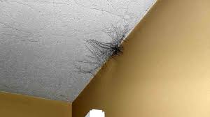 Maybe you would like to learn more about one of these? Mold Due To Water Damage Damage Choices