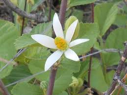 Image result for Grewia avellana